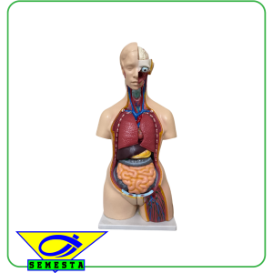 Torso Dwifungsi